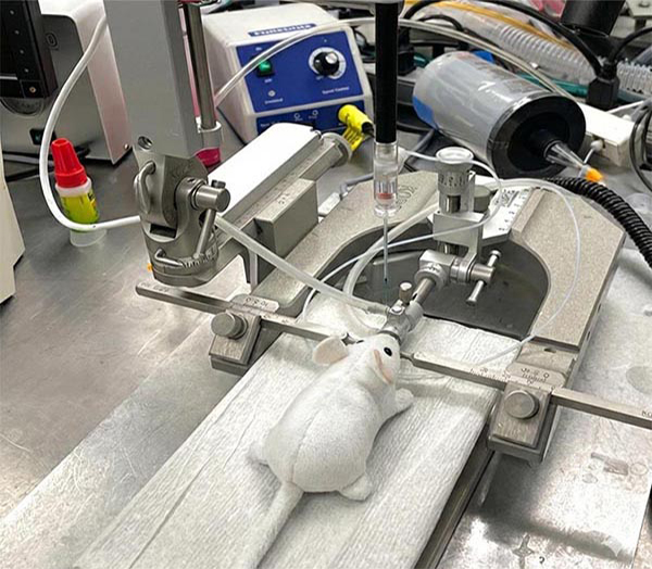 Stereotaxic instrument shown with a demonstration mouse model