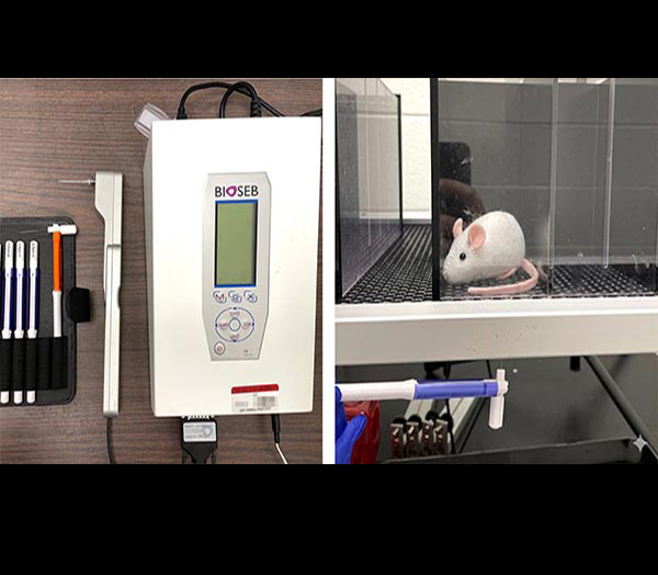 Electronic von Frey instrument used for mechanical pain sensitivity testing