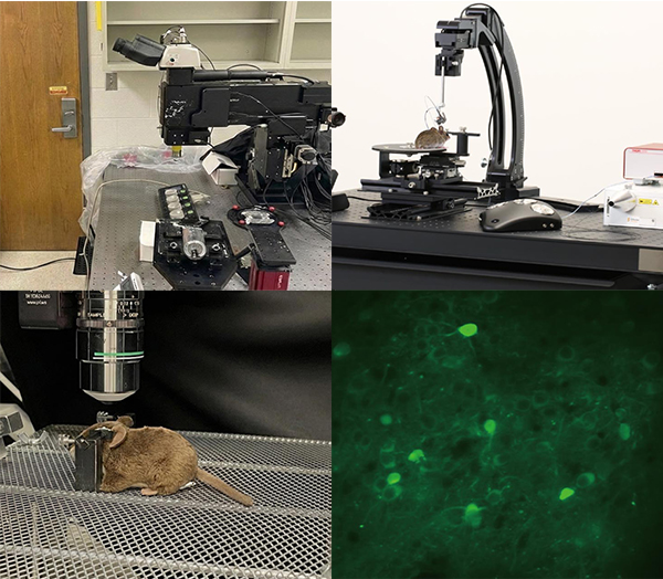 Table-top and mini two-photon microscopes with sample images